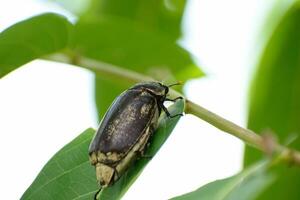 Black june beetle eat green leaf. Close up of summer chafer photo