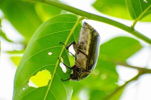 Close up of summer chafer. Black june beetle eat green leaf photo