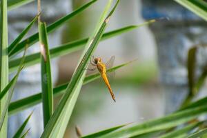 Wandering glider, globe skimmer dragonfly sleeping on a leaf branch. Close up of pantala flavescens photo