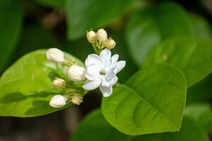 Closeup of jasmine flower blooms in morning. White flowers with green leaves all around photo