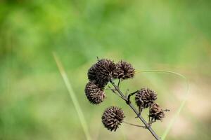 False ironwort or knobweed with blur grass background. Black hyptis capitata in dry state photo