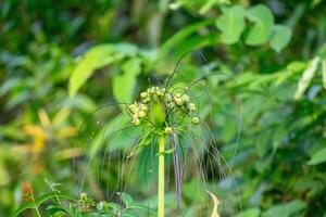 Polynesian arrowroot bloom during rainy season. Tacca leontopetaloides plant in forest photo