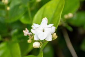 Beautiful jasmine flower blooms in morning. White flowers with green leaves all around photo