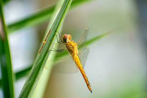 errante planeador, Pantala flavescens libélula dormido en un hoja rama. cerca arriba de globo desnatadora foto