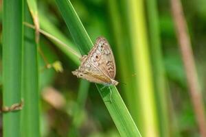 gris pensamiento mariposa con untado alas. junonia atletas encaramado en el césped foto