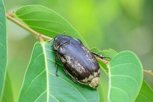 Black june beetle perched on a green leaf. Close up of summer chafer photo