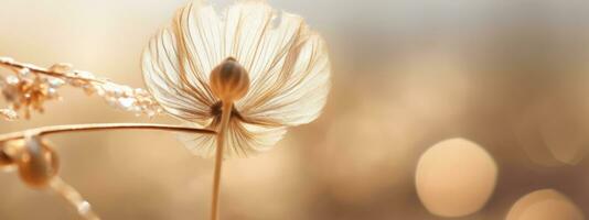 A banner featuring a close-up of a single dried flower with a dew drop, with a light and airy filter that creates a sense of freshness and purity. Generative AI photo