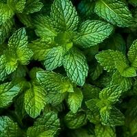Fresh mint leaves arranged in a neat pattern, showcasing their vibrant green color and natural texture. Generative AI photo