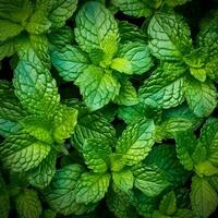 Fresh mint leaves arranged in a neat pattern, showcasing their vibrant green color and natural texture. Generative AI photo