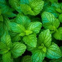 Fresh mint leaves arranged in a neat pattern, showcasing their vibrant green color and natural texture. Generative AI photo