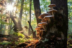 Lush forest scene with sunlight filtering through the canopy, showcasing clusters of shiitake mushrooms growing on tree trunks, emphasizing their natural and organic origins. Generative Ai photo