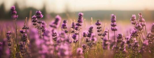 Amazing view of blooming lavender flower field in sunny summer day background. Concept web banner image. Generative AI photo