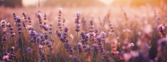 Amazing view of blooming lavender flower field in sunny summer day background. Concept web banner image. Generative AI photo