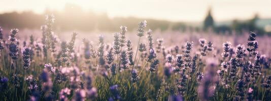 Amazing view of blooming lavender flower field in sunny summer day background. Concept web banner image. Generative AI photo