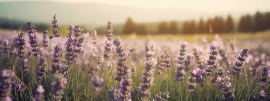 Amazing view of blooming lavender flower field in sunny summer day background. Concept web banner image. Generative AI photo