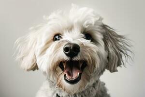 A close-up, heartwarming image of a dog's smiling face, showcasing its expressive eyes and joyful expression, set against a white background. Generative Ai. photo