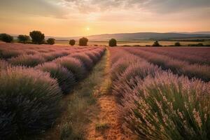 A lavender farm under the blush of the afternoon sun. Capture fields of purple lavender blossoms stretching into the distance under big blue Tuscan skies. Generative AI photo