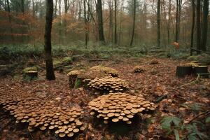 A mushroom patch, hundreds of varieties of psychedelic mushrooms growing on logs in a forest. Safe natural medicine, unregulated and unprocessed. Generative AI photo