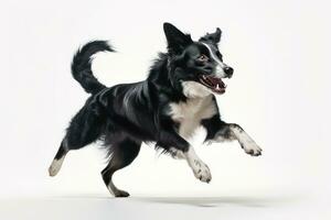 un juguetón, acción Disparo de un perro felizmente atrapando un juguete pelota, capturar el canino energía, agilidad, y amor para Tiempo de juego en blanco antecedentes. generativo ai foto