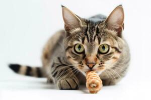 A playful, action shot of a cat capturing and chewing on a toy or snack, showcasing the feline's natural hunting instincts and the joy it finds in playtime, on white background. photo