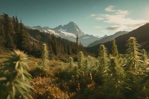 Stunning landscape photos featuring cannabis plants. Fields of cannabis plants with mountains in the background. These images be used to showcase the beauty of cannabis cultivation. Generative AI