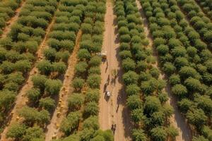 Aerialdrone shot of mile-wide orange and lemon. Lush green trees are heavy with bright fruit under the Mediterranean sun. Harvest workers move between the trees.. Generative AI. photo