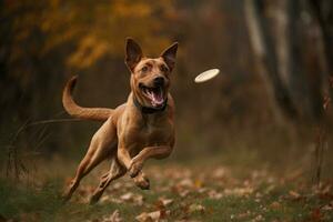 Depict a joyful dog chasing and catching a Frisbee thrown by its owner, with the dog's tongue hanging out and tail wagging in excitement. Generative AI photo