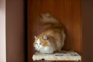 Domestic fluffy white-red Persian cat sits on a scratching post photo