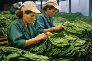 Workers handling raw tobacco leaves during the initial stages of cigarette production. Generative AI photo