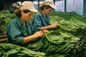 trabajadores manejo crudo tabaco hojas durante el inicial etapas de cigarrillo producción. generativo ai foto