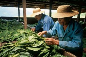 Workers handling raw tobacco leaves during the initial stages of cigarette production. Generative AI photo