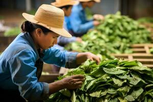 Workers handling raw tobacco leaves during the initial stages of cigarette production. Generative AI photo