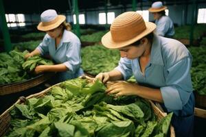 trabajadores manejo crudo tabaco hojas durante el inicial etapas de cigarrillo producción. generativo ai foto