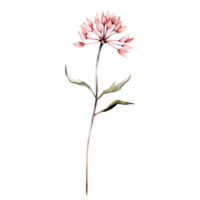 Wild flower watercolor on isolated background.Created with Generative AI technology. png