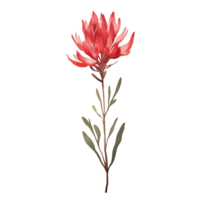 Wild flower watercolor on isolated background.Created with Generative AI technology. png