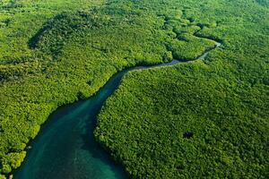 Beautiful view of Mangrove beach from drone view photo