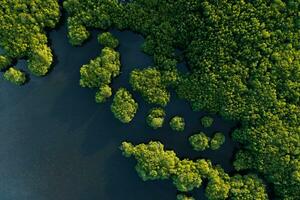Beautiful view of Mangrove beach from drone view photo
