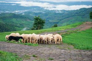 Dog shepherding sheep on a farm on the grass of the mountains photo