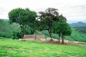 Sheep farm on the grass of the mountains photo