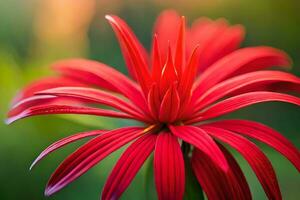 un rojo flor es mostrado en el luz de sol. generado por ai foto