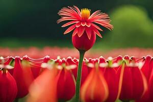 un soltero rojo tulipán soportes fuera en un campo de rojo flores generado por ai foto