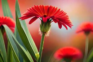 red gerbera daisy flowers on a sunny day. AI-Generated photo
