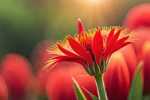 red flower with sun shining through it. AI-Generated photo
