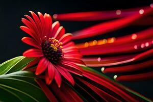 un rojo flor es mostrado en frente de un negro antecedentes. generado por ai foto