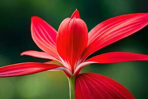 un rojo flor con blanco pétalos es mostrado en frente de un verde antecedentes. generado por ai foto