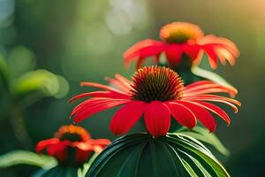 red coneflower blooming in the sun. AI-Generated photo