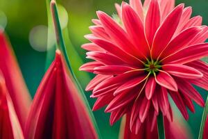 a red flower is in the middle of a field. AI-Generated photo