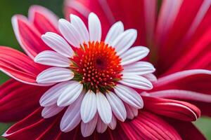 a close up of a red and white flower. AI-Generated photo