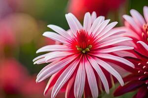 cerca arriba de rojo y blanco flores generado por ai foto