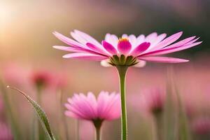 pink daisy flowers in a field with the sun in the background. AI-Generated photo